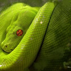 Wallpapers : animals, snake, wildlife, VIPER, python, serpent, Boa