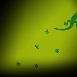 File: Gecko Wallpapers