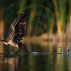 Cormorant Bird Taking Off From Lake Water Desktop Wallpapers