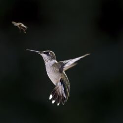 Latest Humming Bird HD Wallpapers Free Download