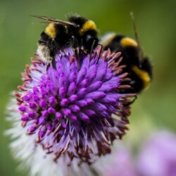 Wallpapers Insect, bumblebee, flower HD Picture, Image