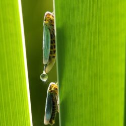 Leafhopper 1080P, 2K, 4K, 5K HD wallpapers free download