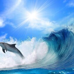Jumping Dolphin Wallpapers 16 Cool Backgrounds HD