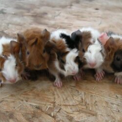 undefined Pictures Of Guinea Pigs Wallpapers