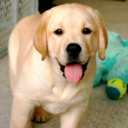 Yellow Lab Puppy Wallpapers