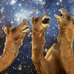 Llama laughing wallpapers