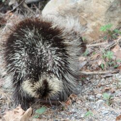 Wallpapers Collections: porcupine