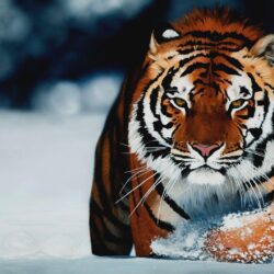 Tiger Wallpapers