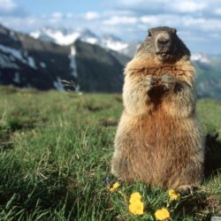 Alpine Marmot Hohe Tauern National Park Austria Wallpapers