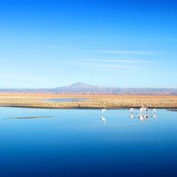 Water Chile blue mountains landscapes nature birds calm flamingos