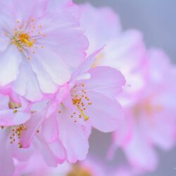Free Cherry Blossom Wallpapers