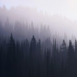 Forest Mist Resolution HD 4k Wallpapers, Image