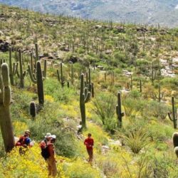The Saguaro Cactus: A 75
