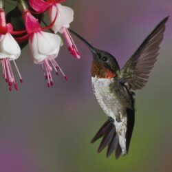 Image For > Hummingbird Wallpapers For Walls
