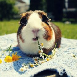 Guinea pigs wallpapers