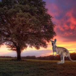 Kangaroo Wallpapers HD Backgrounds, Image, Pics, Photos Free