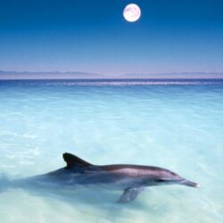 Best 47+ Oceanic Dolphin Wallpapers on HipWallpapers