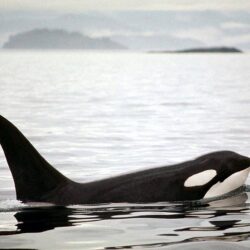 Animals For > Wild Orca Wallpapers