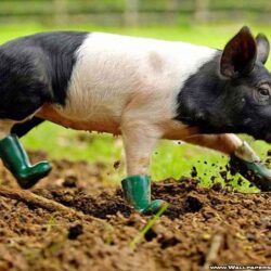 Baby Pig Wallpapers 22968 Hd Wallpapers in Animals