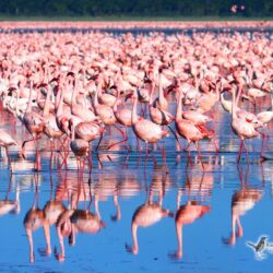 Lake Nakuru’s Lesser Flamingo Spectacle