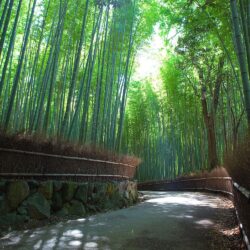 Bamboo Grove Wallpapers New Arashiyama Bamboo Grove by Ldmarin On