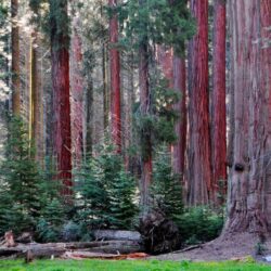 Sequoia and Kings Canyon National Park Slideshow Photo 30 of 55