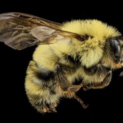 1222418 Wallpapers for Desktop: bee