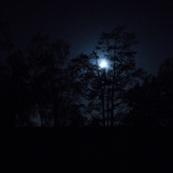 Dark Forests at Night