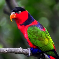 Colorful Parrot Birds Image, Photos Wallpapers Download