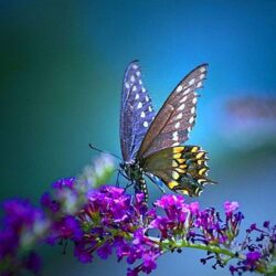FunMozar – Most Beautiful Butterfly Wallpapers