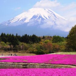 Mt. Fuji “Shibazakura” Flower Festival