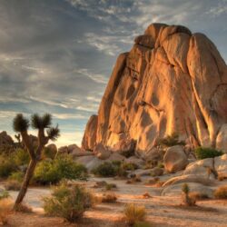 px Joshua Tree National Park