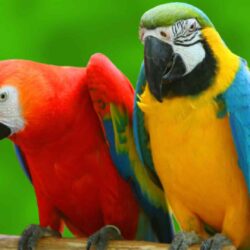 Free Download Incredible Wallpapers, 26 Parrot 4K Ultra HD Wallpapers