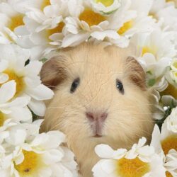 644 best image about Guinea Pig love