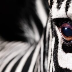 Download Zebra Wallpapers App Gallery 1920×1200 Zebra Image
