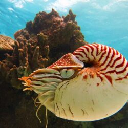 Nautilus is the common name of pelagic marine mollusks of