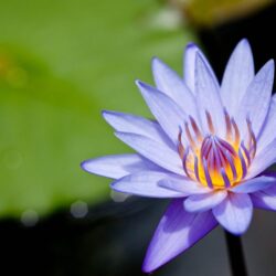 Amazing Purple Lotus Flower Desktop Backgrounds Download Free