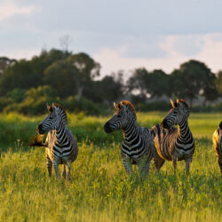 Zebra Migration, Okavango Delta & Victoria Falls