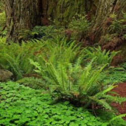 Redwoods Tag wallpapers: Trees Forest Redwoods Ferns Nature HD