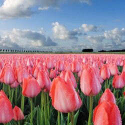 tulip garden wallpapers hd