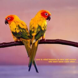 wallpapers: Love Birds Wallpapers