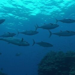 Blackfin, Tuna, Widescreen, High, Resolution, For, Desktop