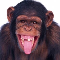 Chimpanzee Wallpapers and backgrounds