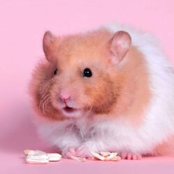 Hamster Full HD Wallpapers and Backgrounds Image