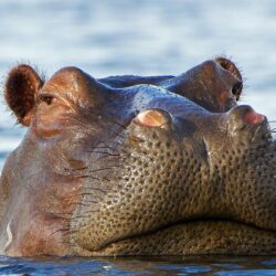 Hippo In The Water