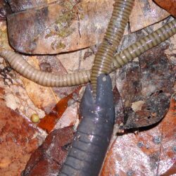 Ringed Caecilian eating an annelid in profile view