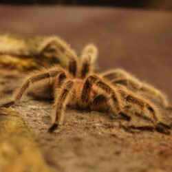 Tarantula HD desktop wallpapers : High Definition : Fullscreen