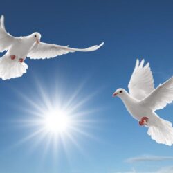 Peace Dove Wallpapers 14