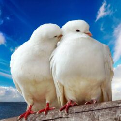 White pigeons couple wallpapers
