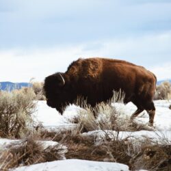 American Bison Wallpapers